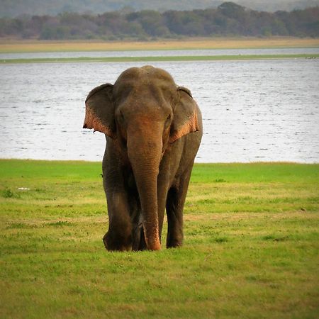Mahoora Tented Safari Camp Udawalawe Bagian luar foto