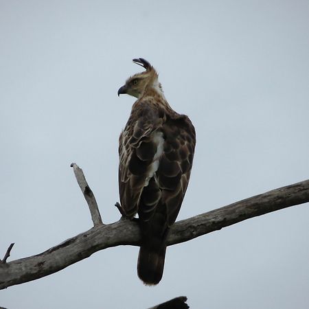 Mahoora Tented Safari Camp Udawalawe Bagian luar foto