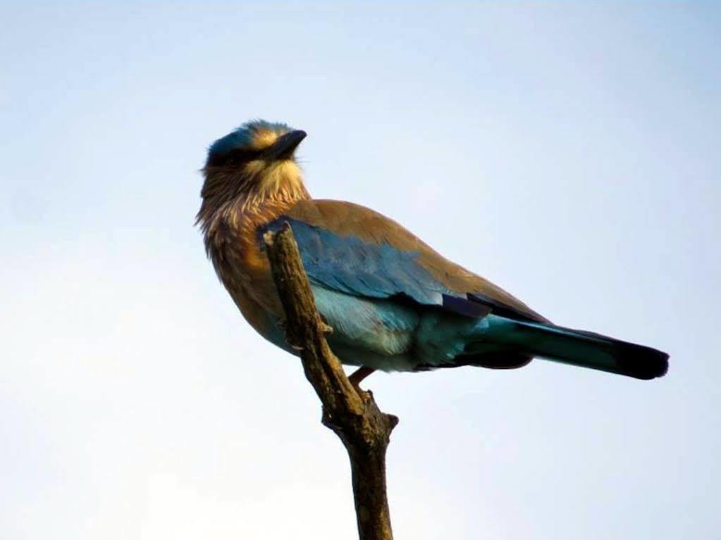 Mahoora Tented Safari Camp Udawalawe Bagian luar foto