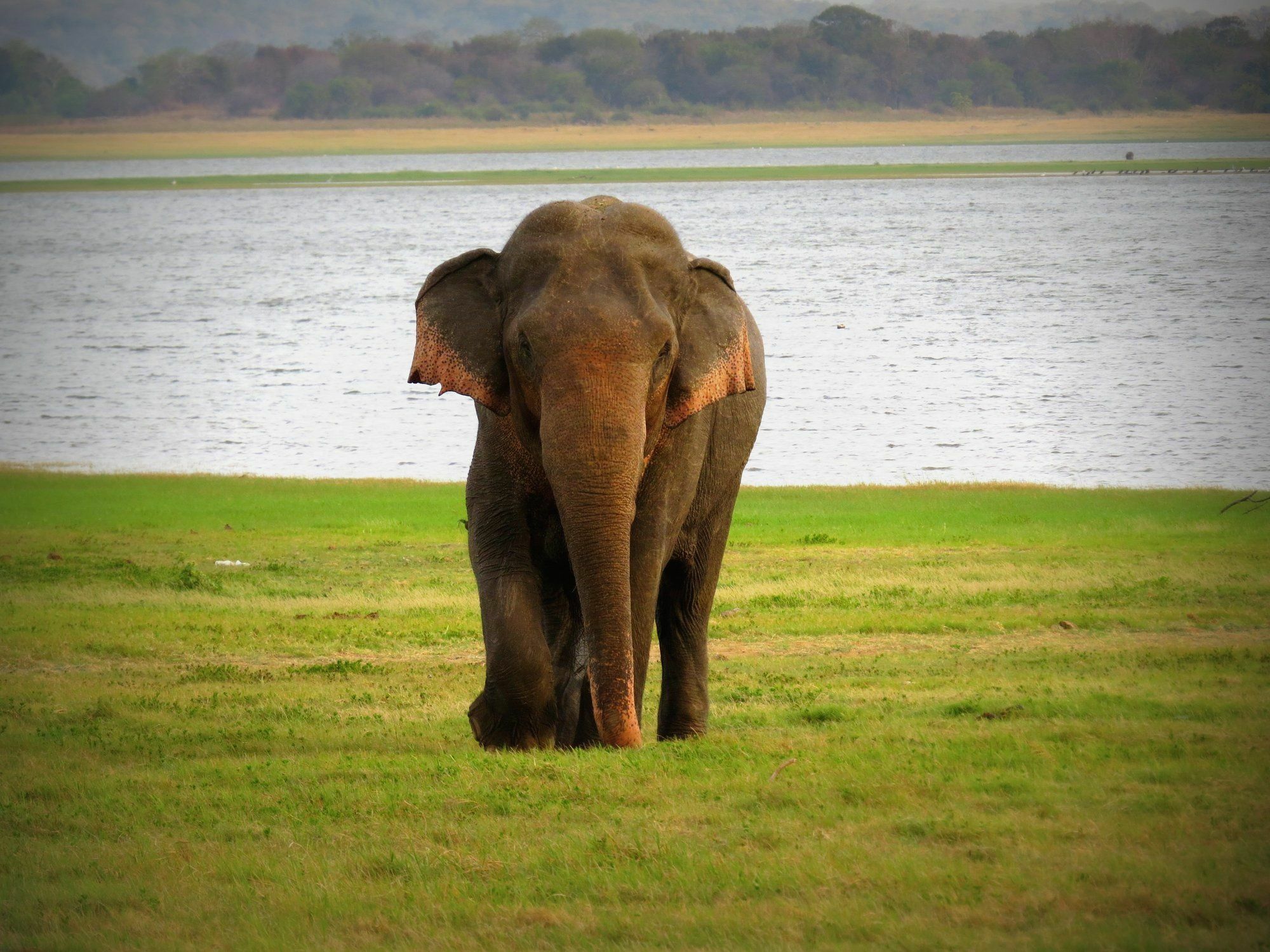 Mahoora Tented Safari Camp Udawalawe Bagian luar foto