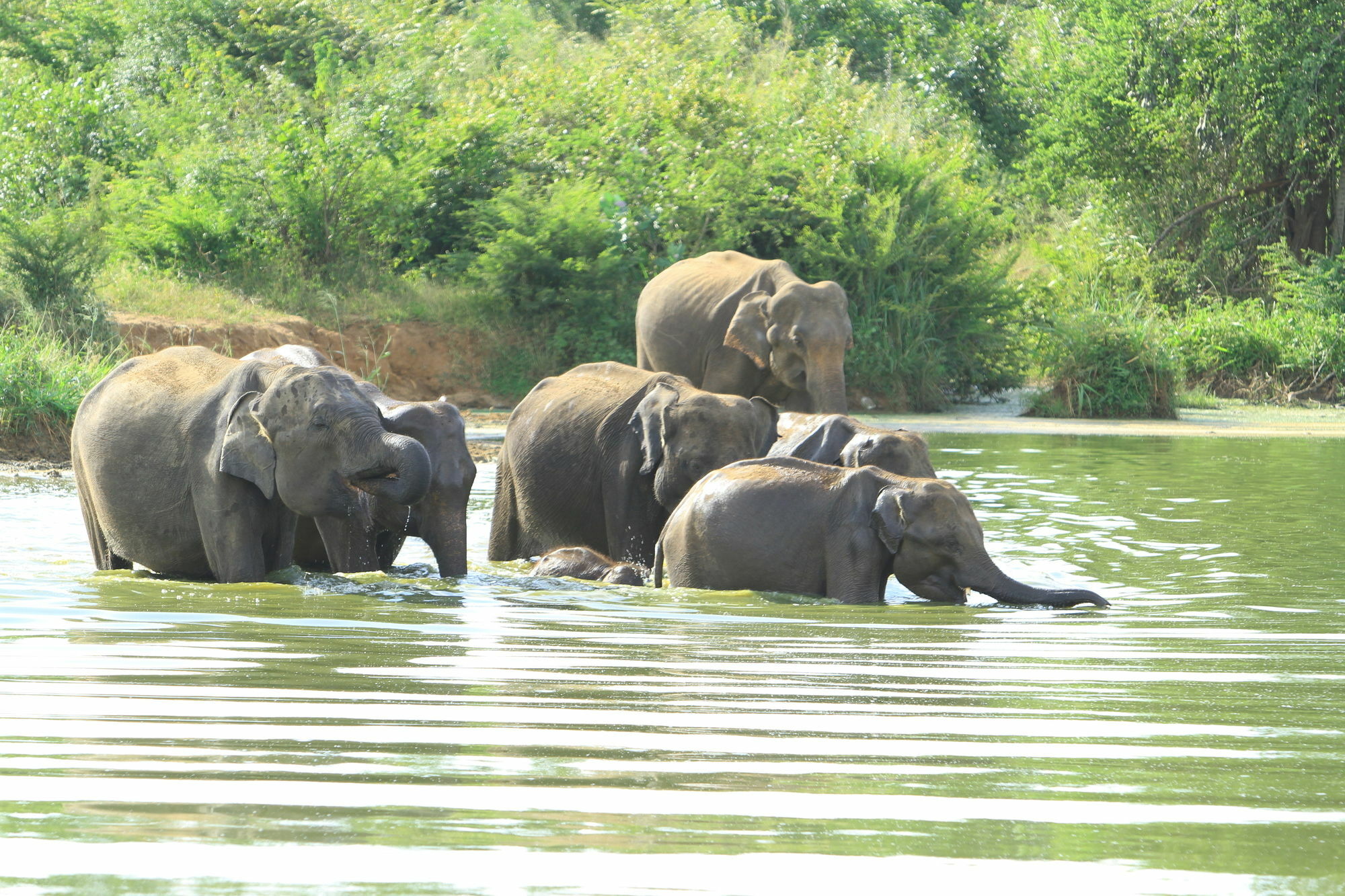 Mahoora Tented Safari Camp Udawalawe Bagian luar foto