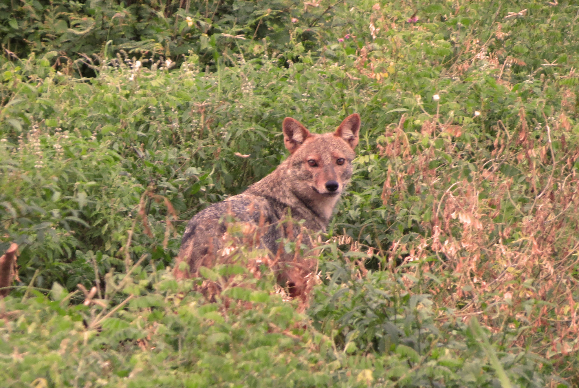 Mahoora Tented Safari Camp Udawalawe Bagian luar foto