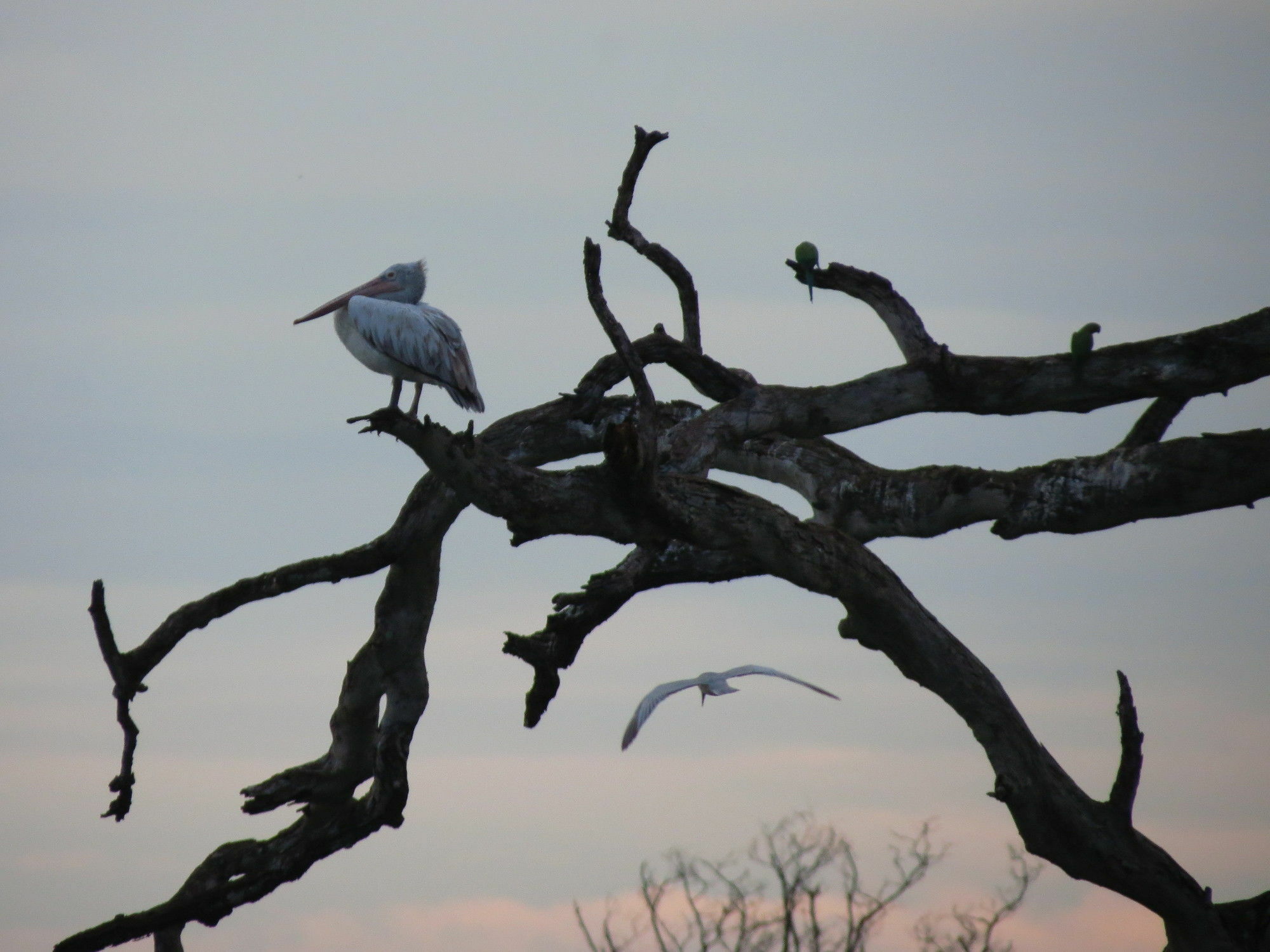 Mahoora Tented Safari Camp Udawalawe Bagian luar foto