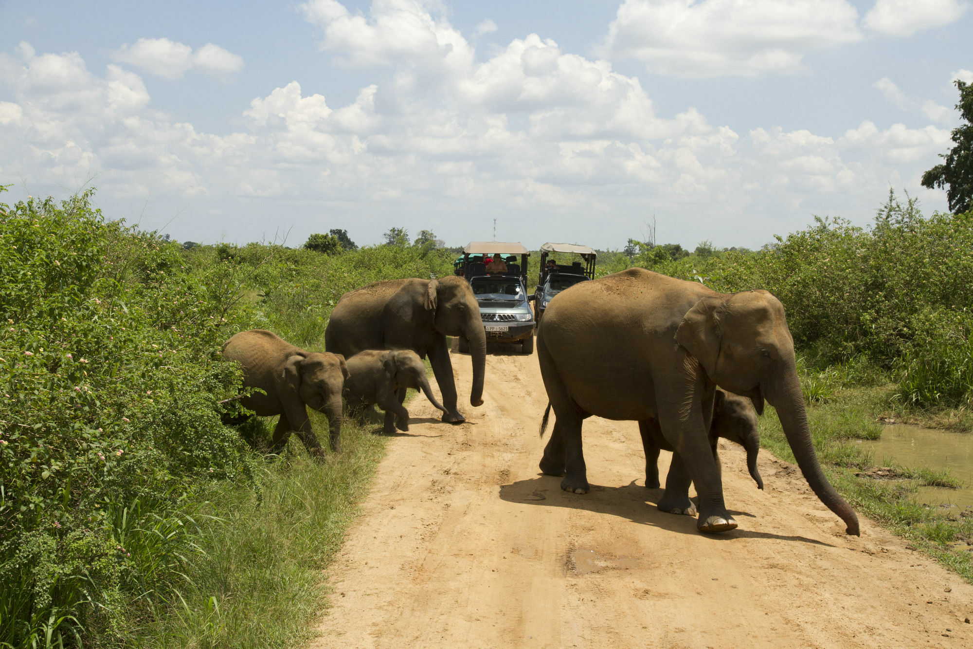 Mahoora Tented Safari Camp Udawalawe Bagian luar foto