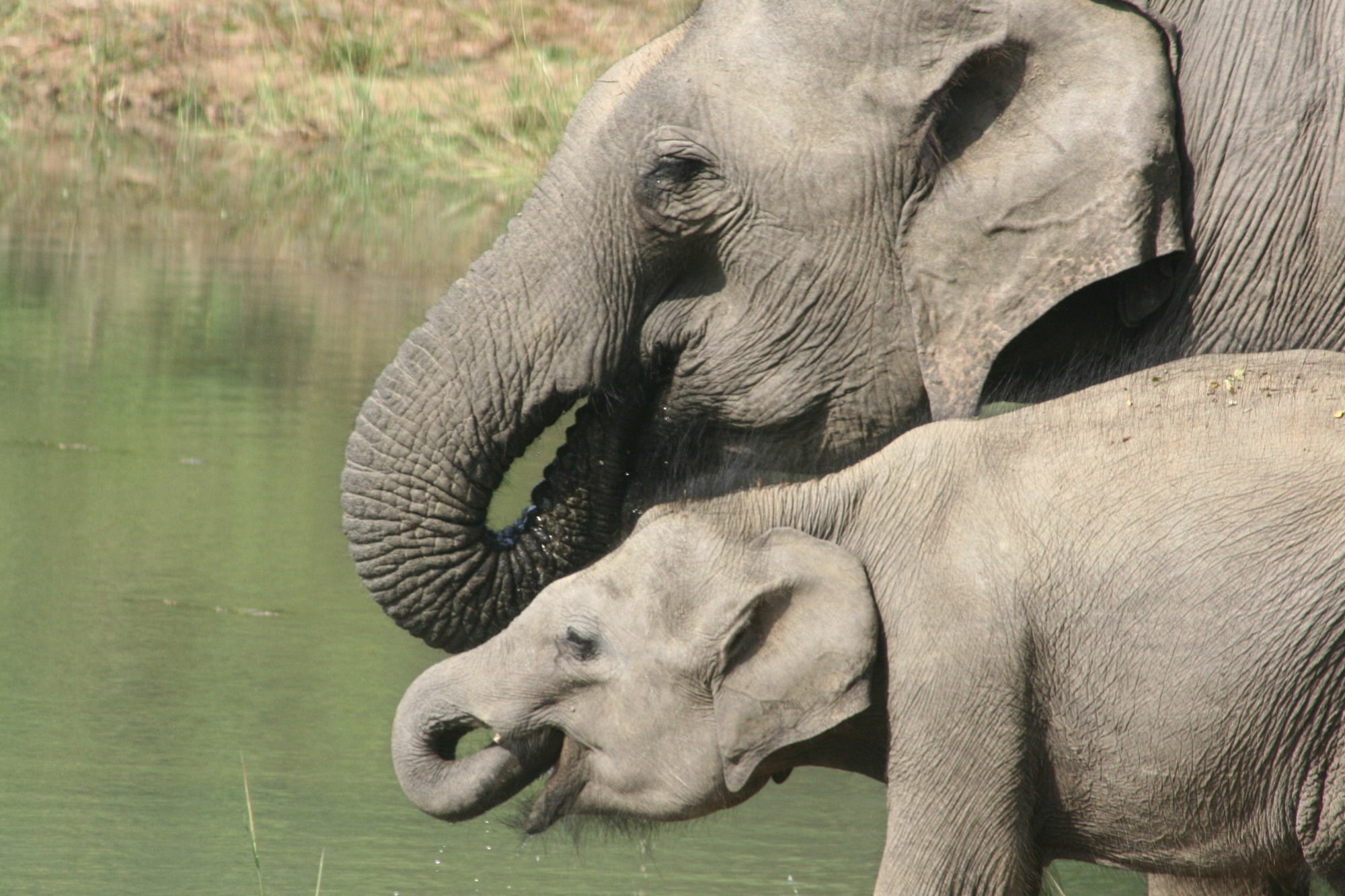 Mahoora Tented Safari Camp Udawalawe Bagian luar foto