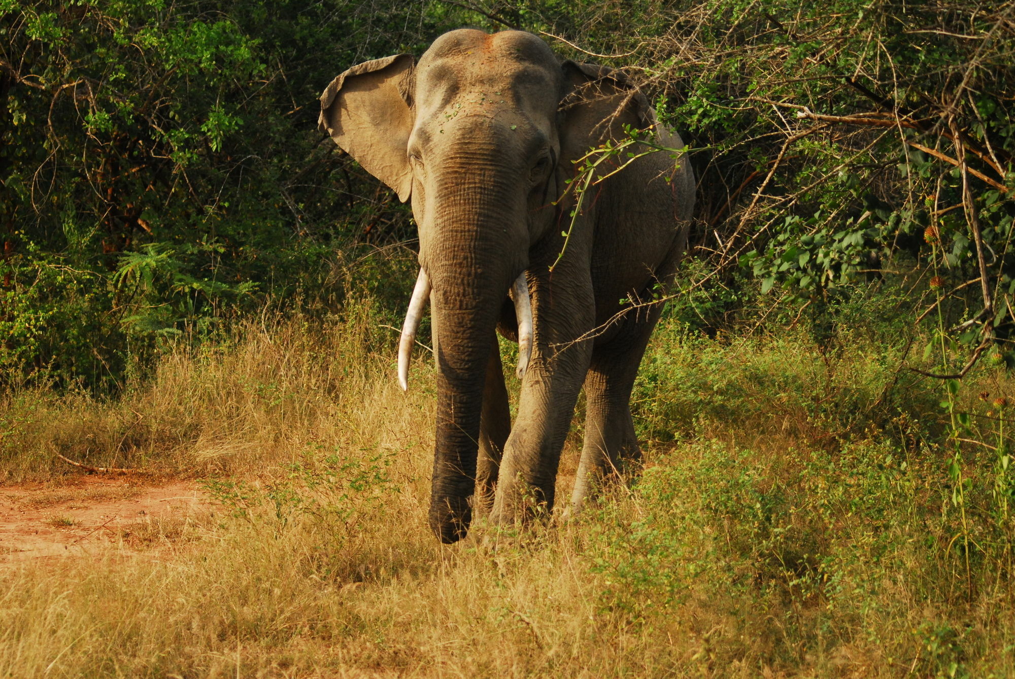 Mahoora Tented Safari Camp Udawalawe Bagian luar foto