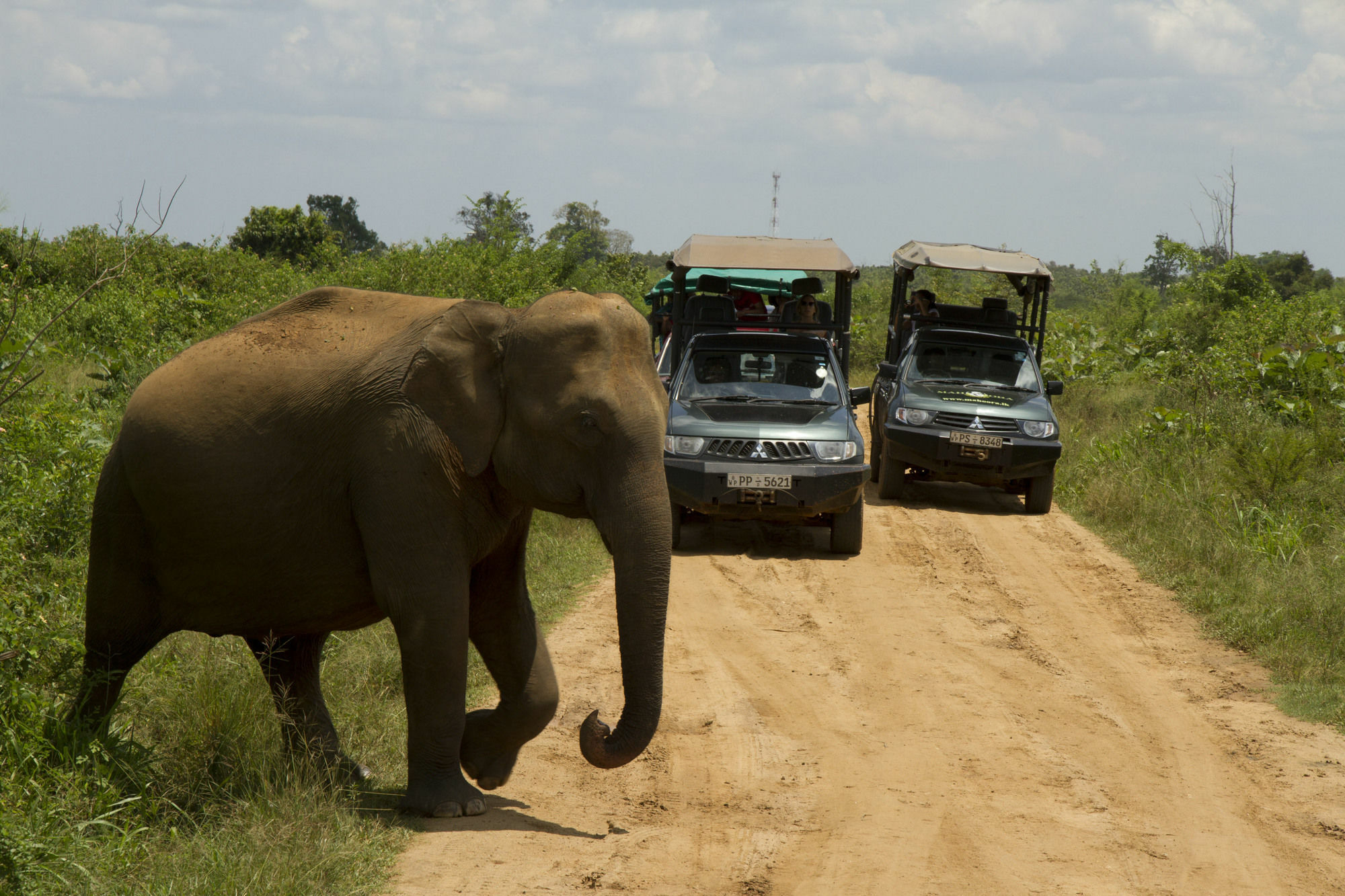 Mahoora Tented Safari Camp Udawalawe Bagian luar foto