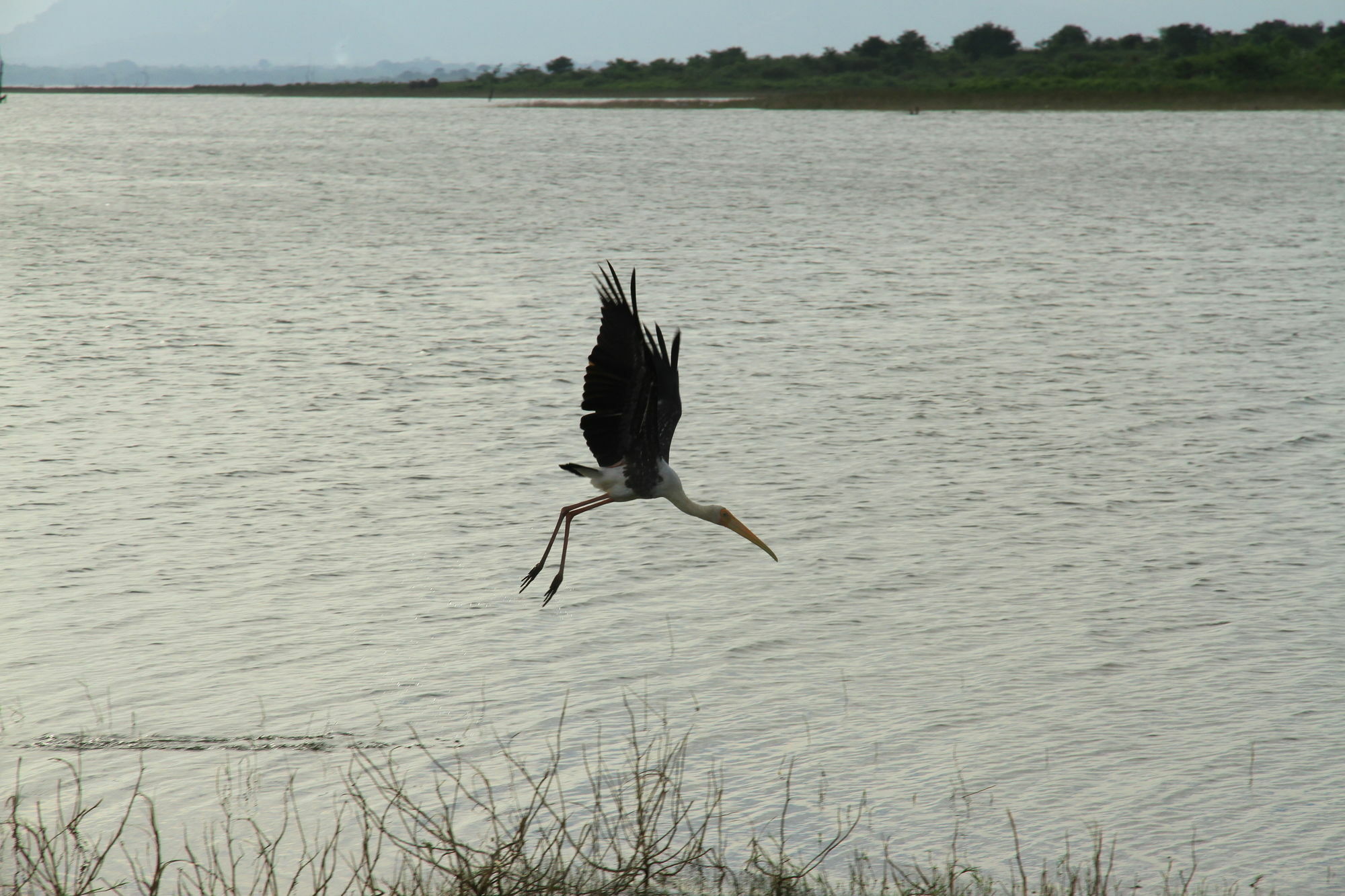Mahoora Tented Safari Camp Udawalawe Bagian luar foto